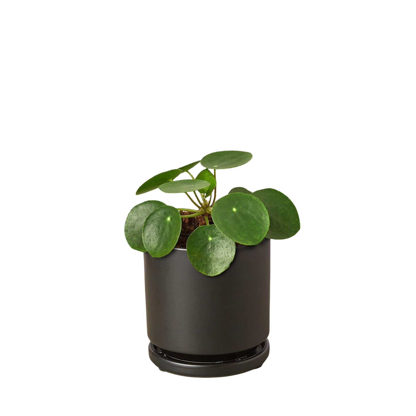 Pilea Peperomioides 'Chinese Money' potted plant