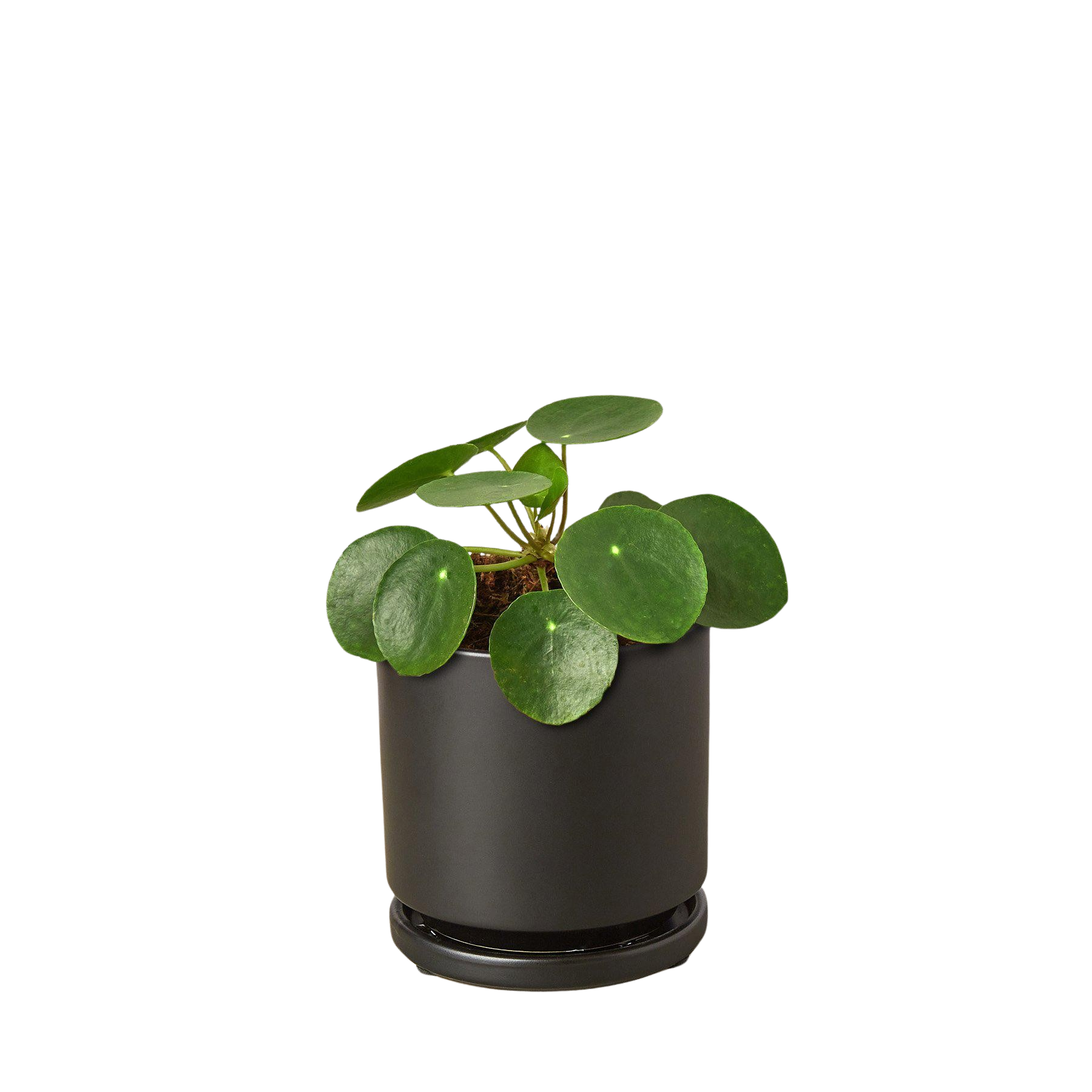 Pilea Peperomioides 'Chinese Money' potted plant
