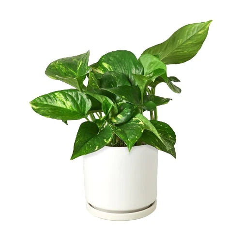 Pothos 'Golden' potted plant