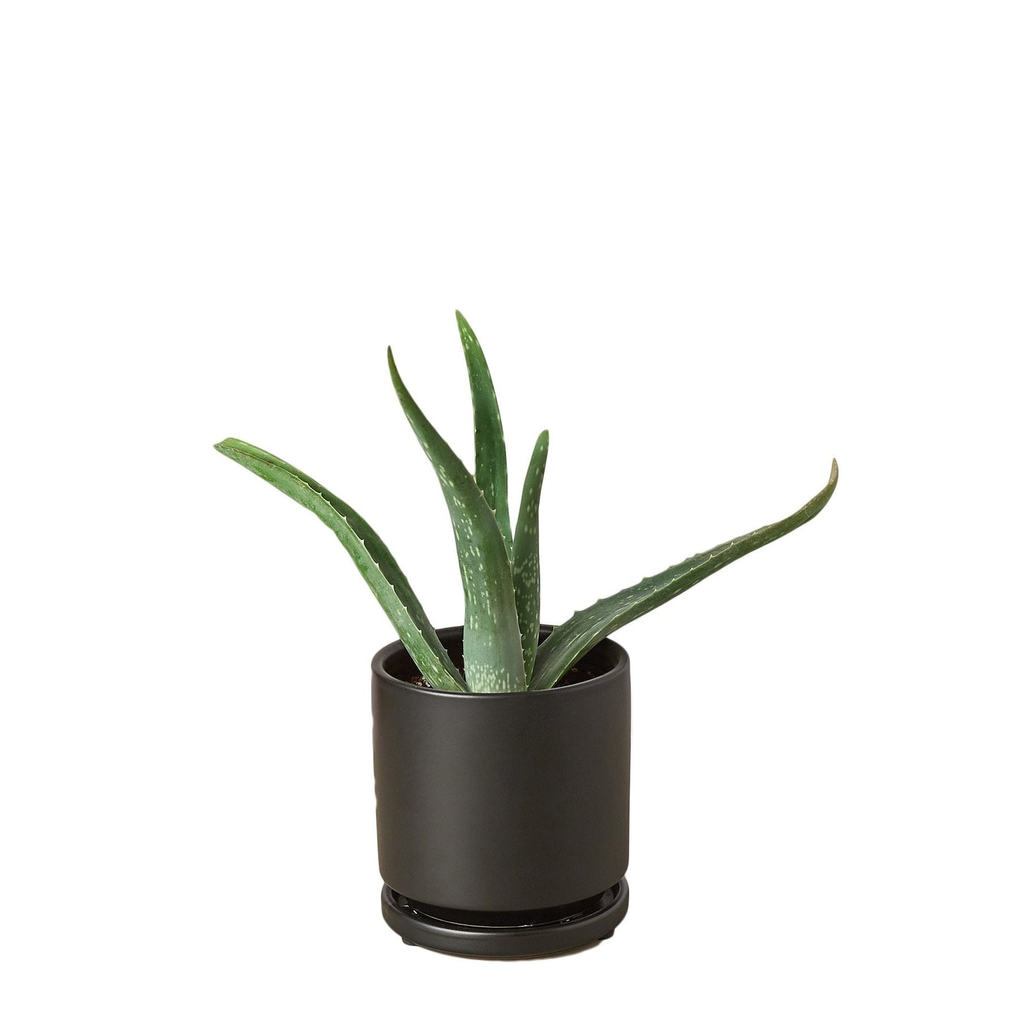 Aloe Vera potted plant