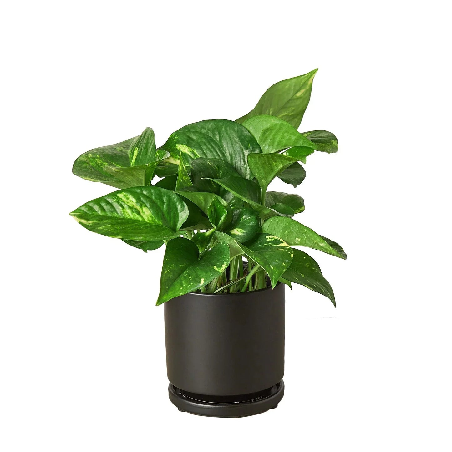 Pothos 'Golden' potted plant