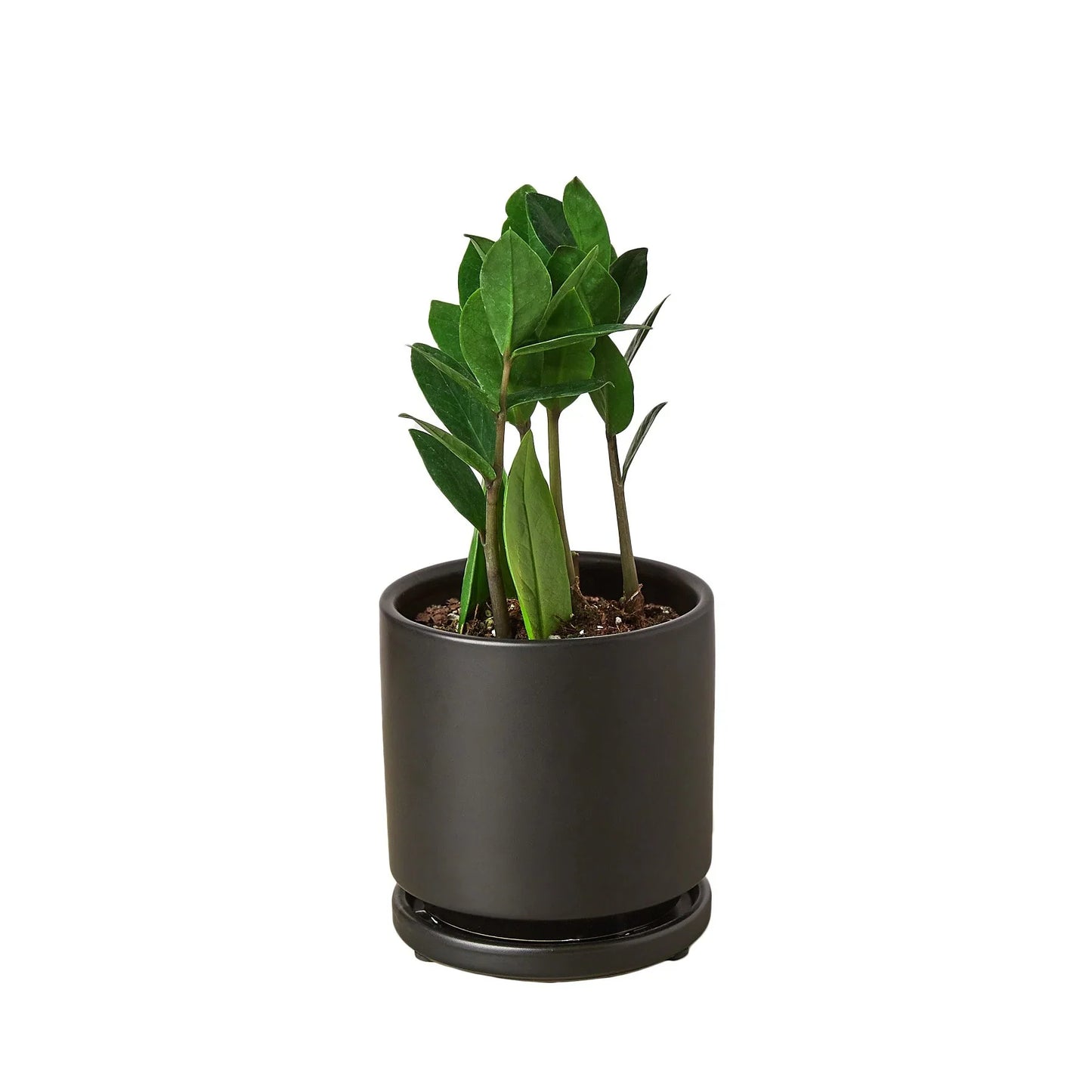 Zamioculcas Zamiifolia ZZ potted plant