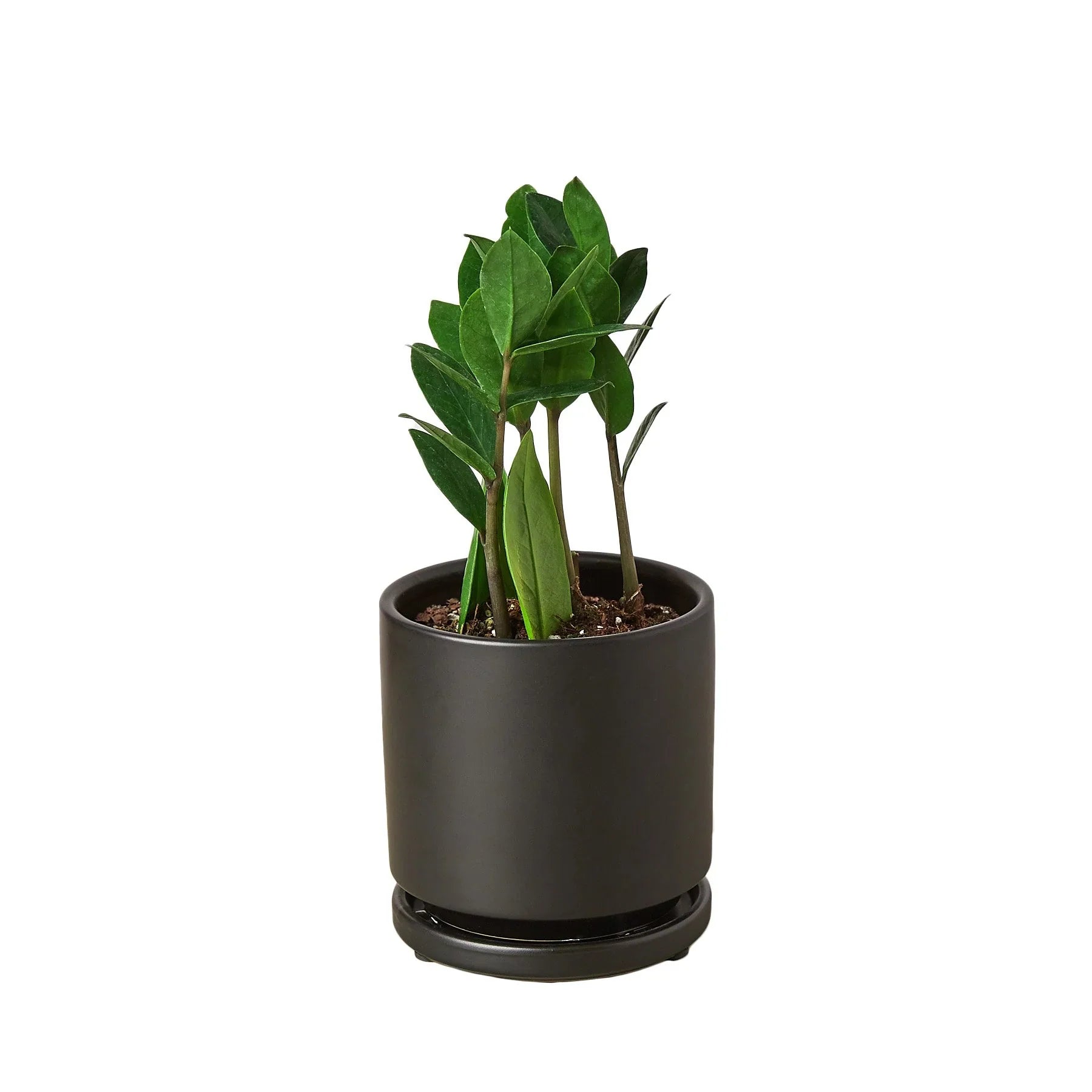 Zamioculcas Zamiifolia ZZ potted plant