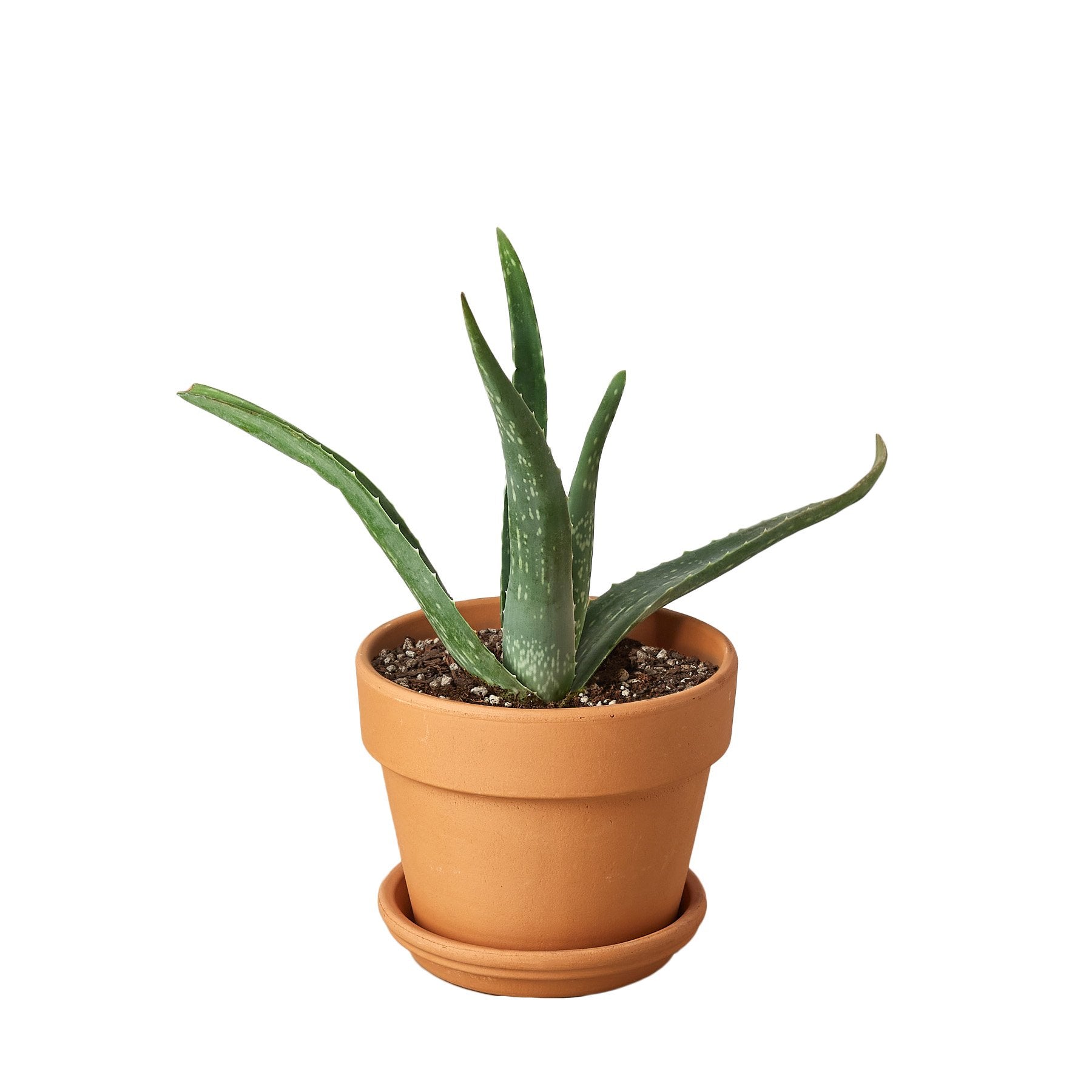 Aloe Vera potted plant