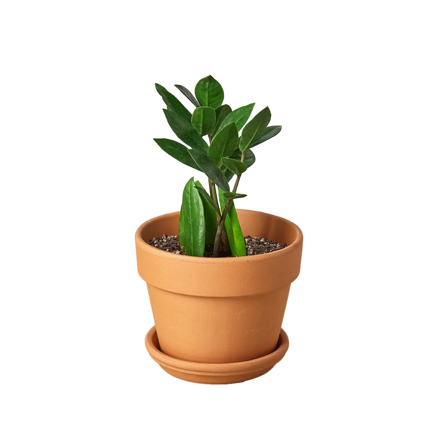 Zamioculcas Zamiifolia ZZ potted plant