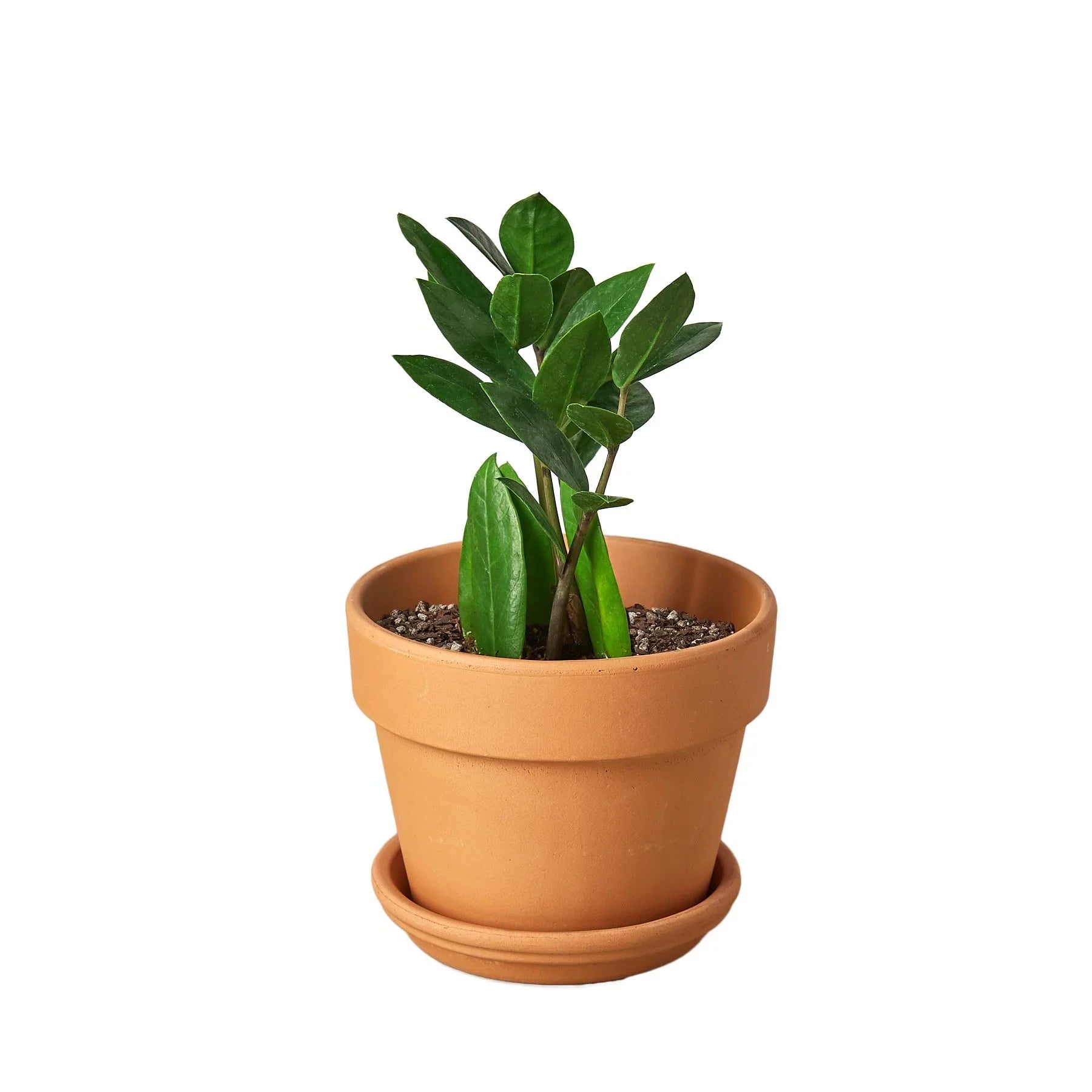 Zamioculcas Zamiifolia ZZ potted plant