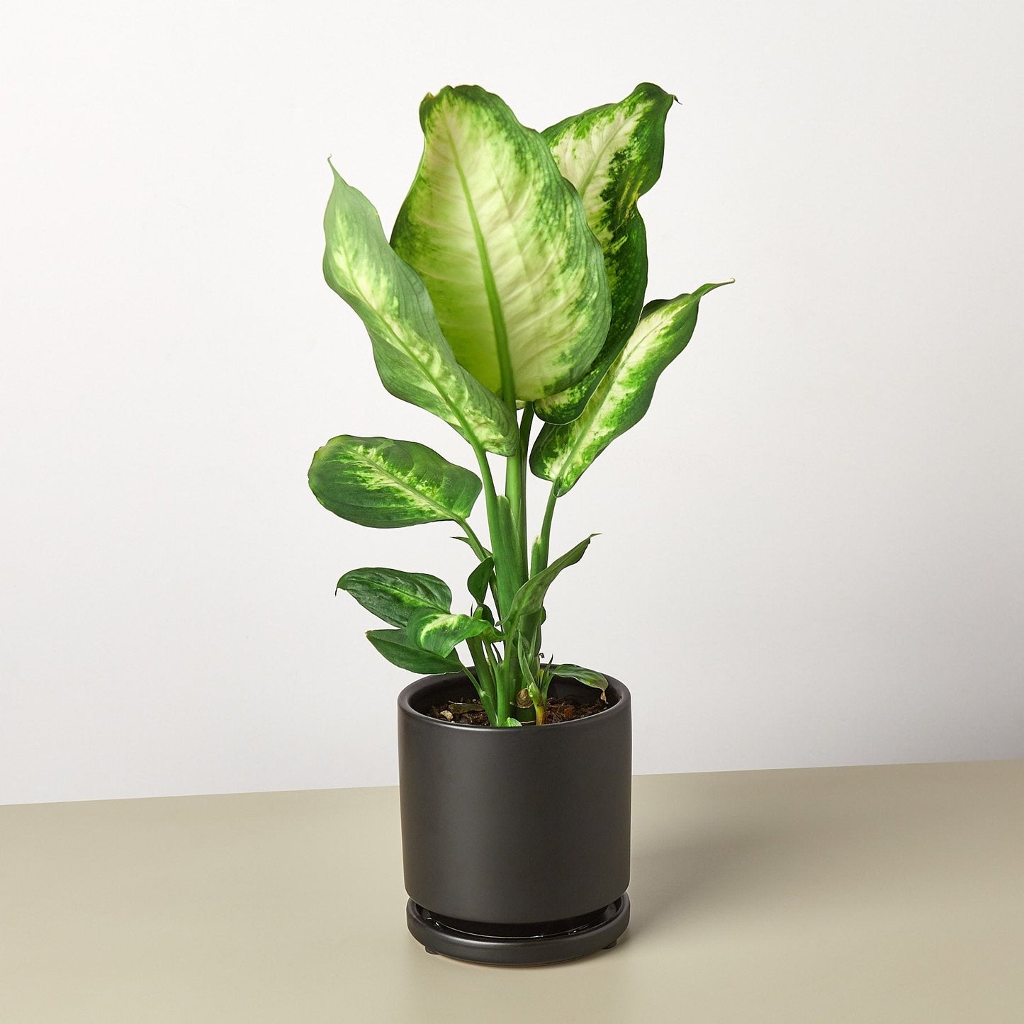Dieffenbachia Camille potted plant