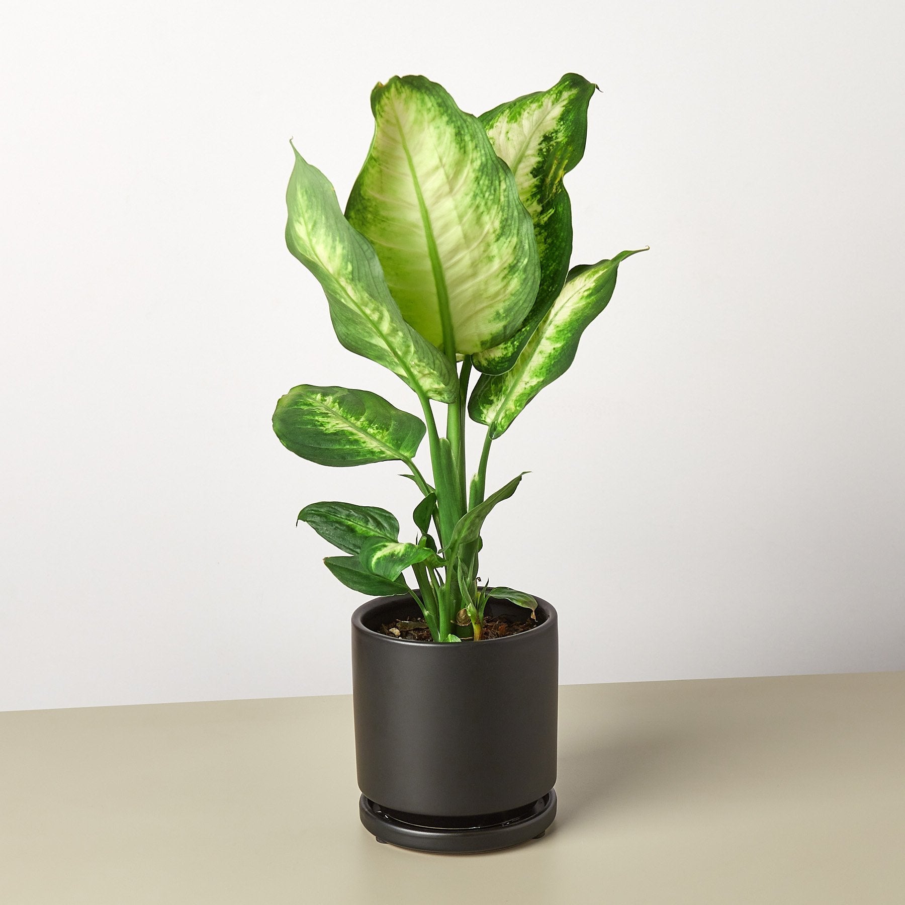 Dieffenbachia Camille potted plant