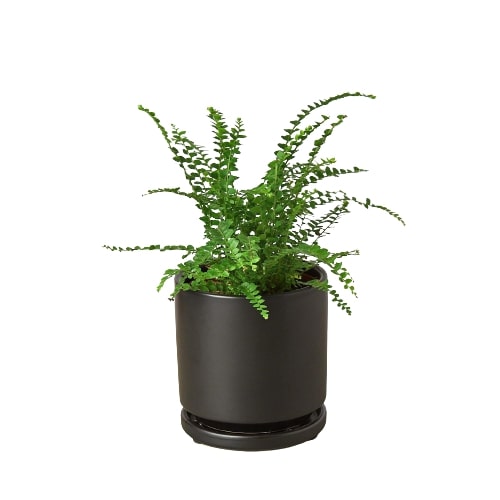 Fern 'Lemon Button' potted plant