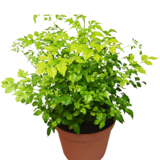 Radermachera 'China Doll' 6" potted plant