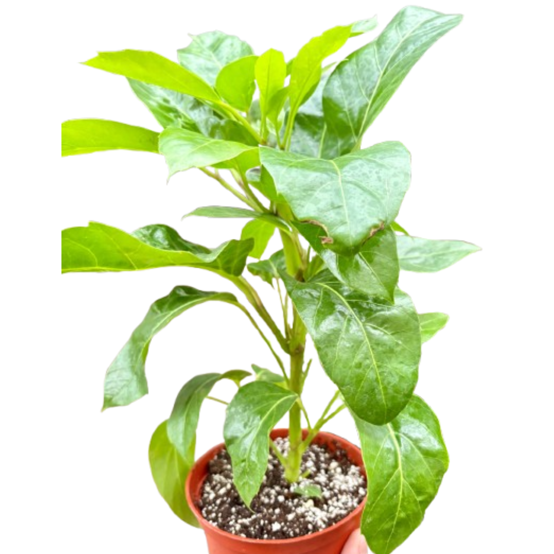 Schefflera Actinophylla potted plant