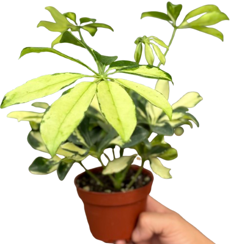 Schefflera Trinette potted plant