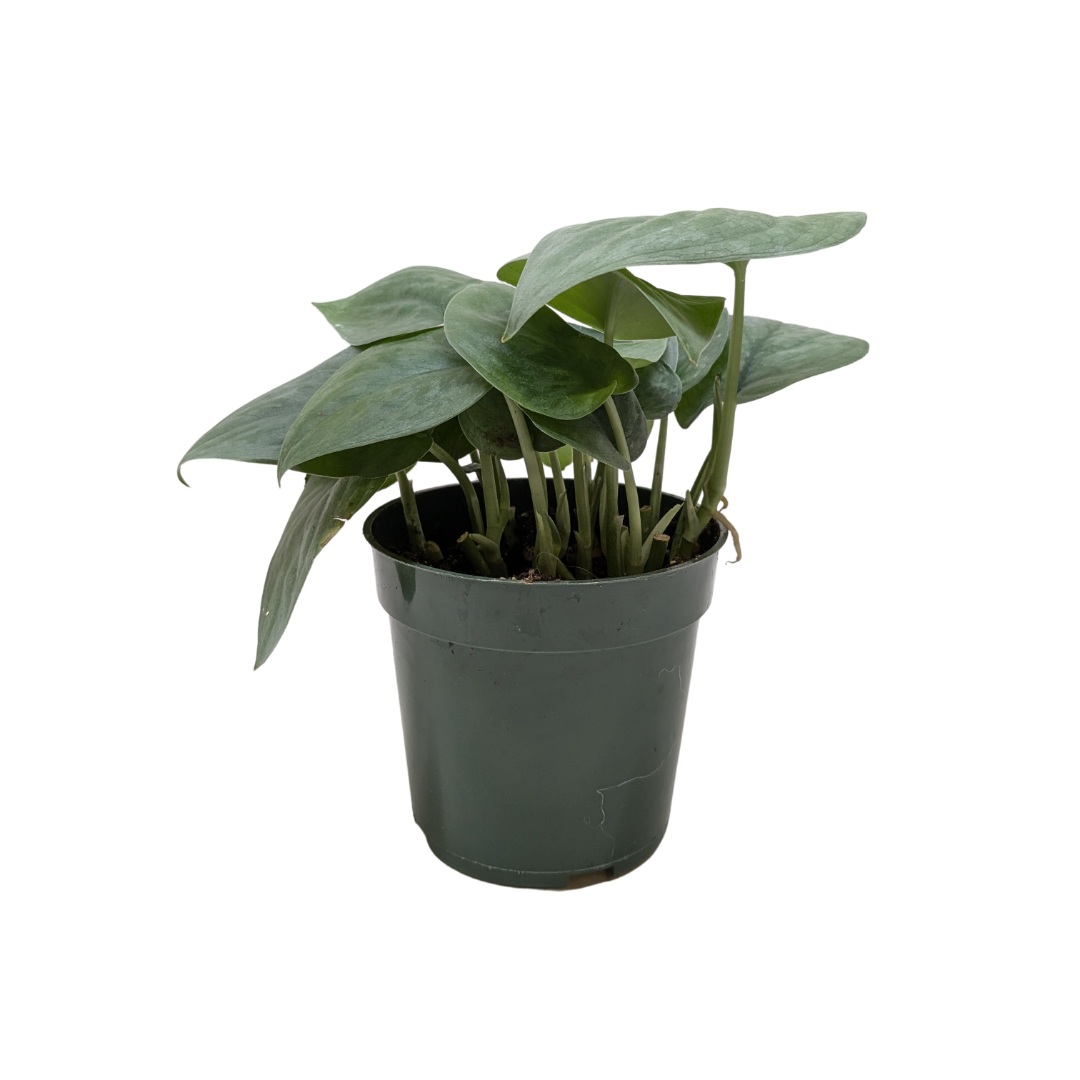 Scindapsus Platinum Java potted plant