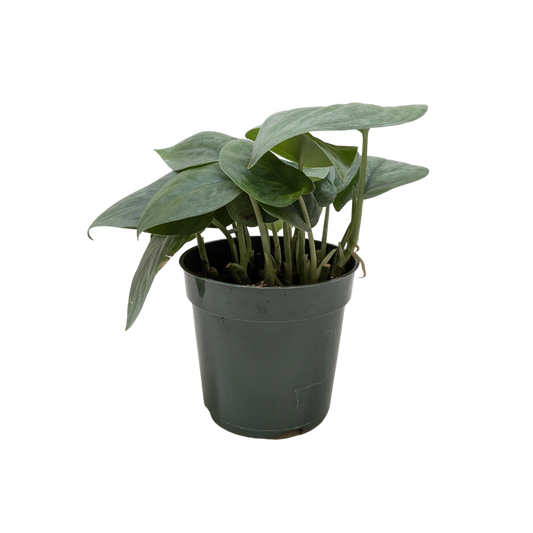 Scindapsus Platinum Java potted plant