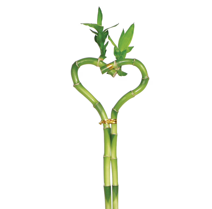 Dracaena 'Lucky Bamboo' (Heart Shape) 4" potted plant
