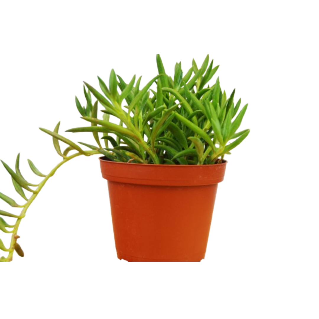 Senecio Succulent 'Fish Hooks' 4" potted plant
