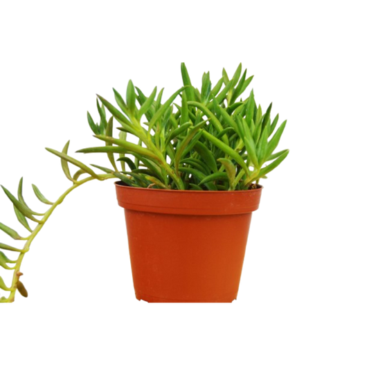 Senecio Succulent 'Fish Hooks' 4" potted plant