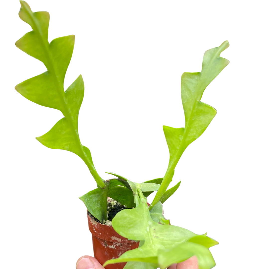 Shark Tooth Orchid Cactus potted plant