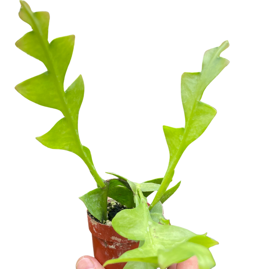 Shark Tooth Orchid Cactus potted plant