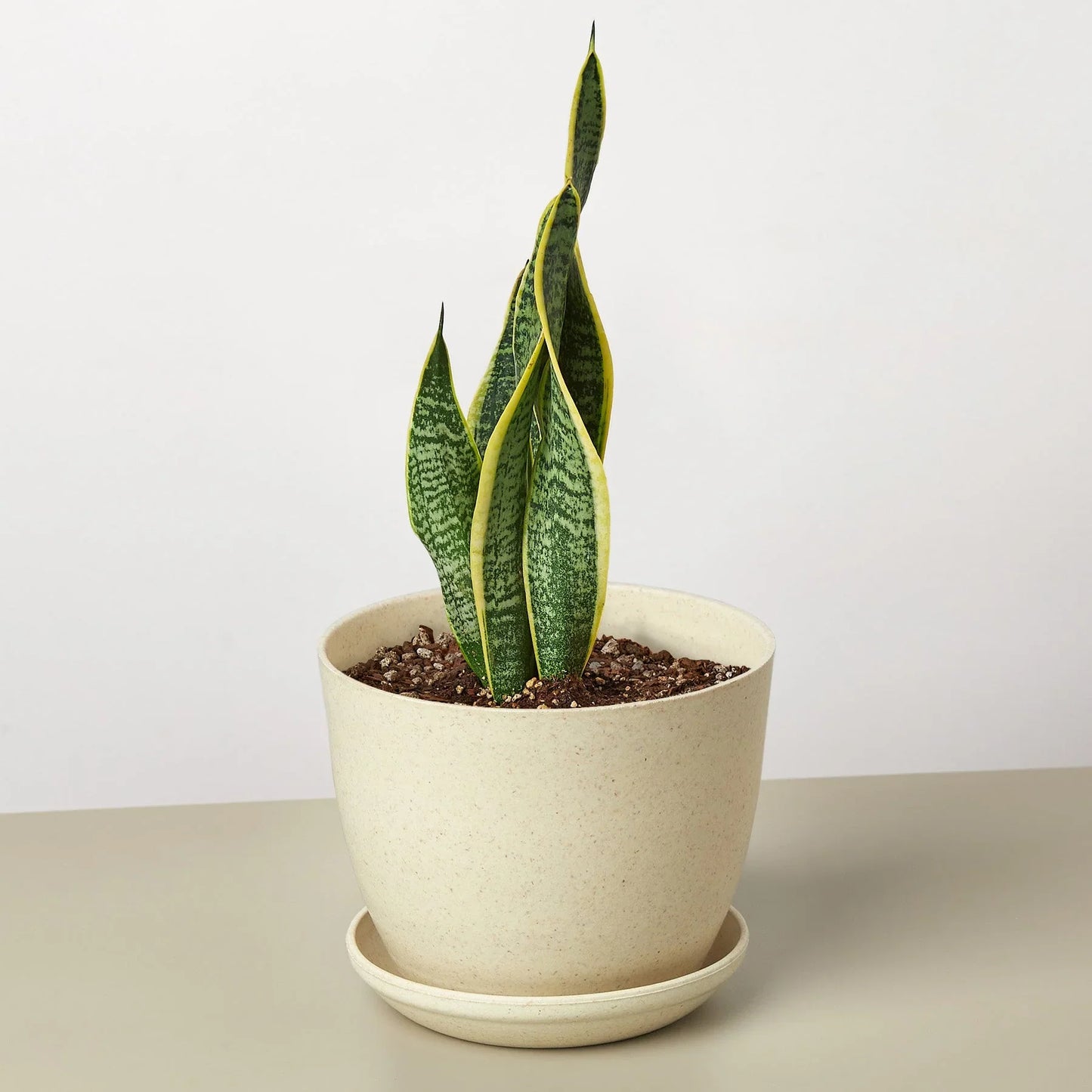Snake Plant Laurentii 4" potted plant