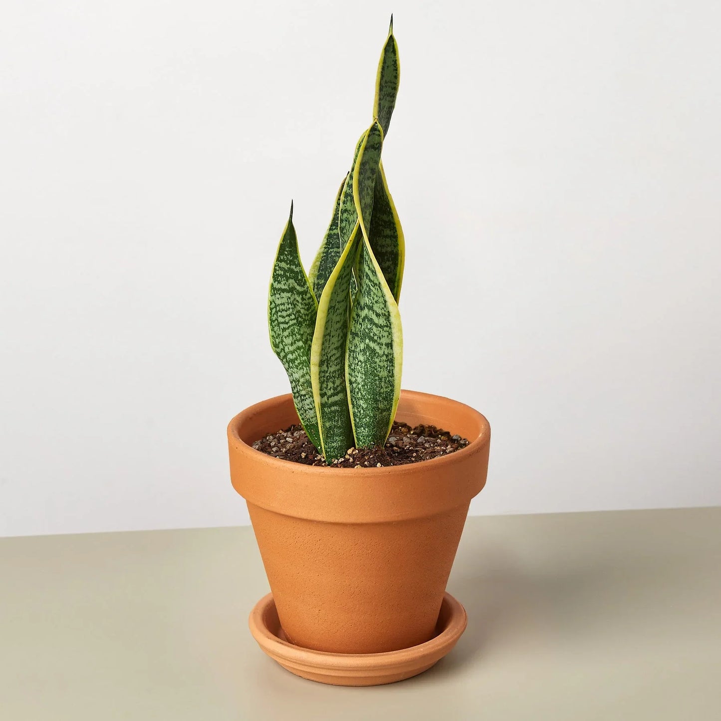 Snake Plant Laurentii 4" potted plant