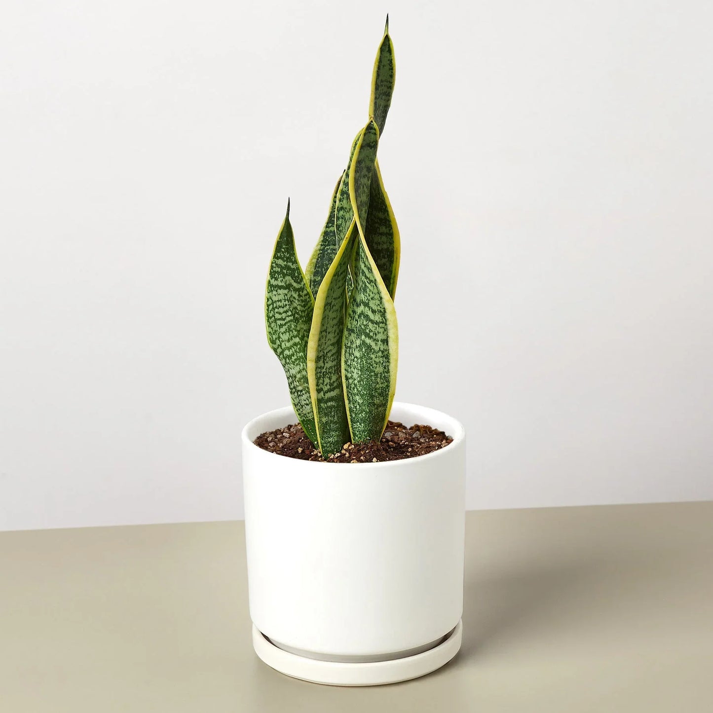 Snake Plant Laurentii 4" potted plant