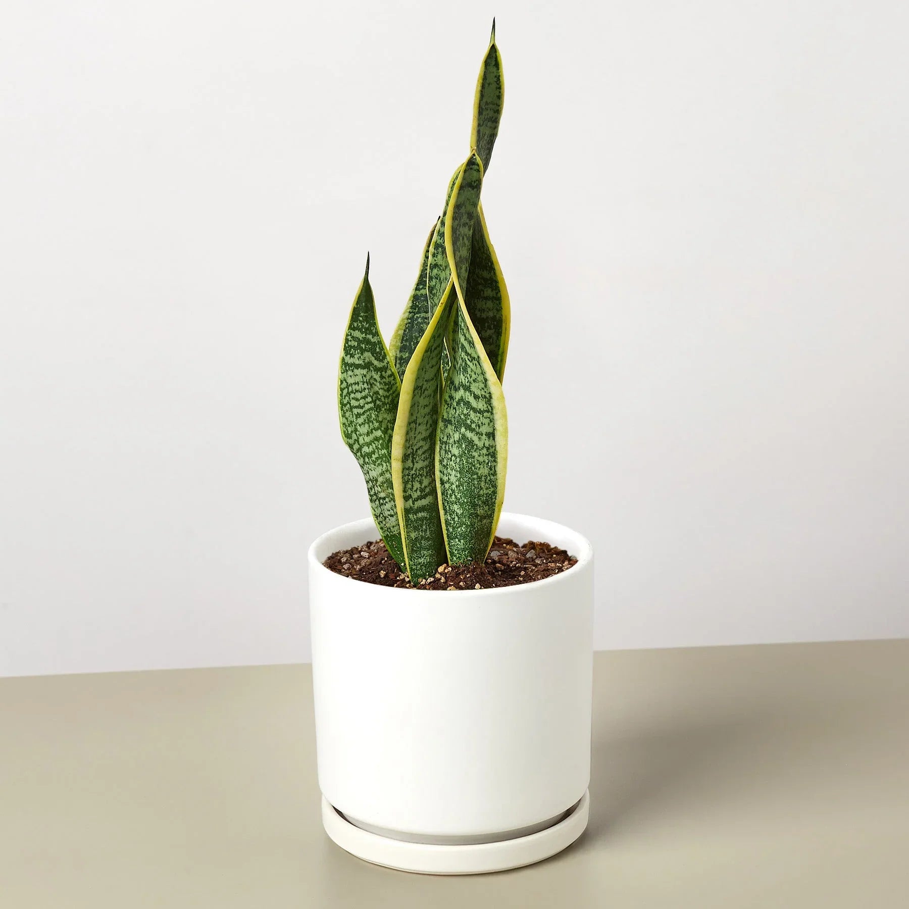 Snake Plant Laurentii 4" potted plant