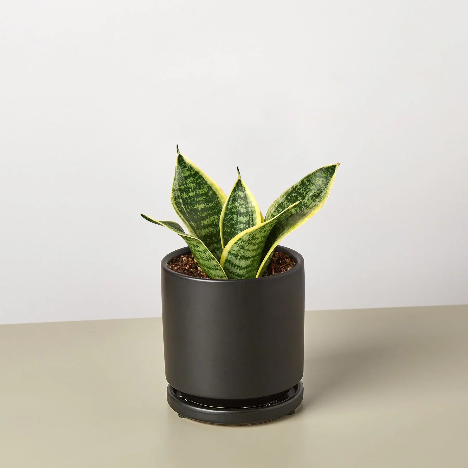 Snake Plant Laurentii Dwarf potted plant