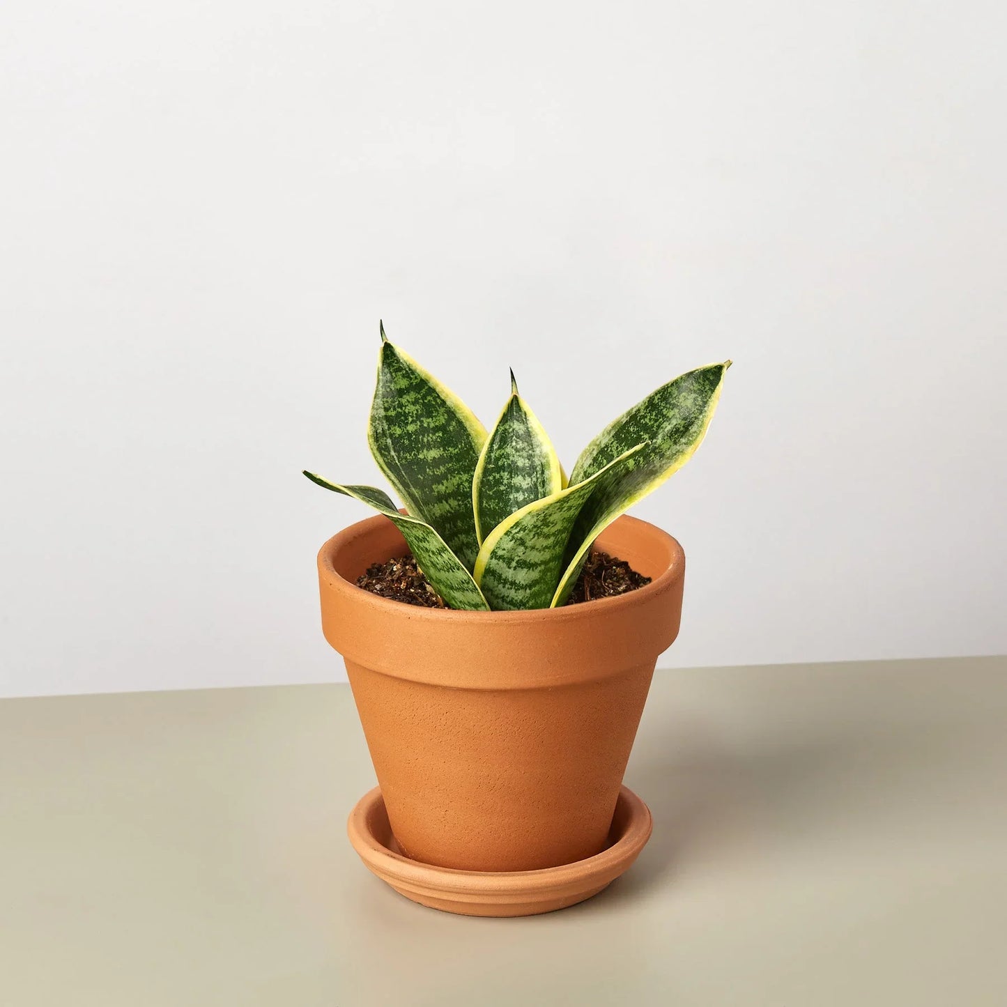 Snake Plant Laurentii Dwarf potted plant