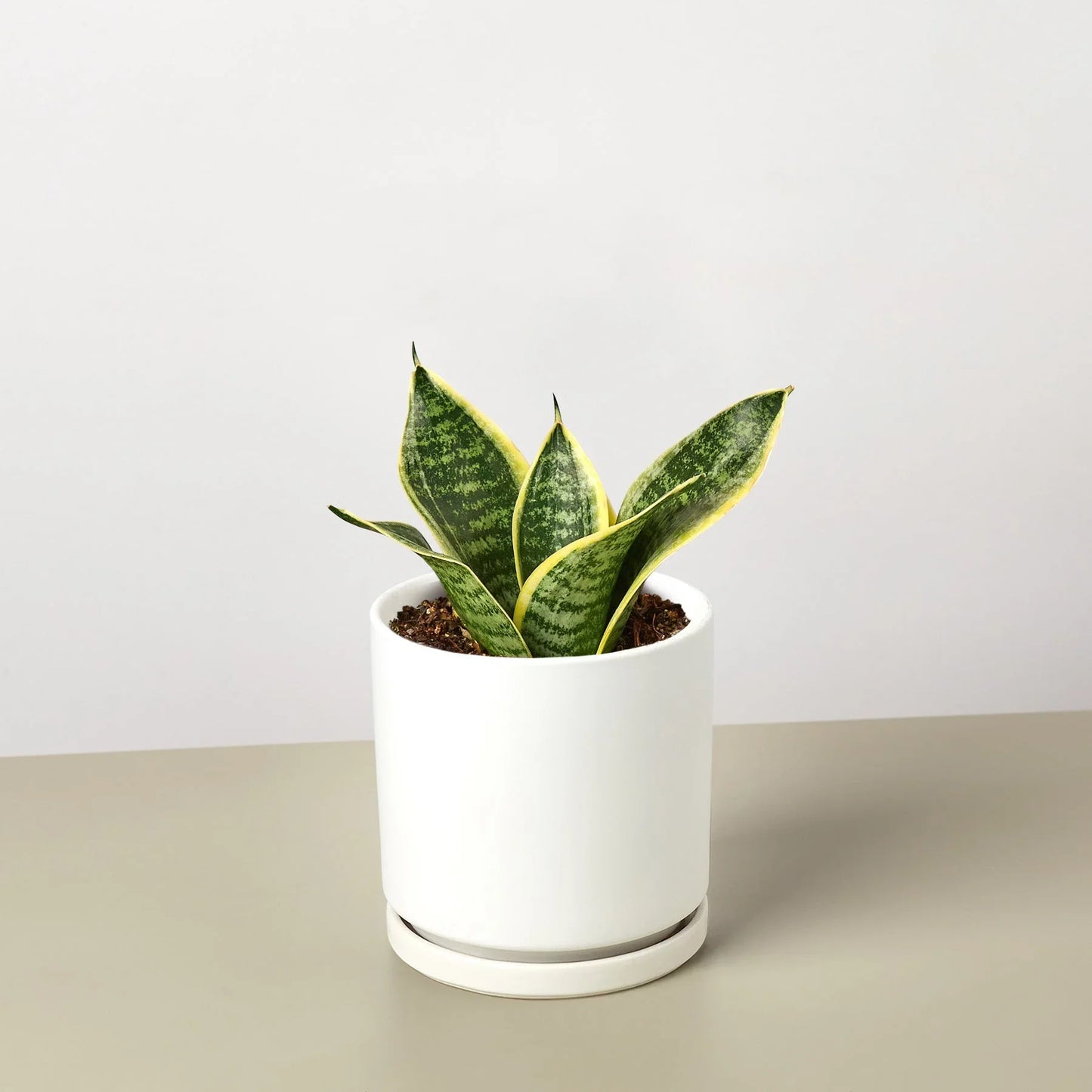 Snake Plant Laurentii Dwarf potted plant