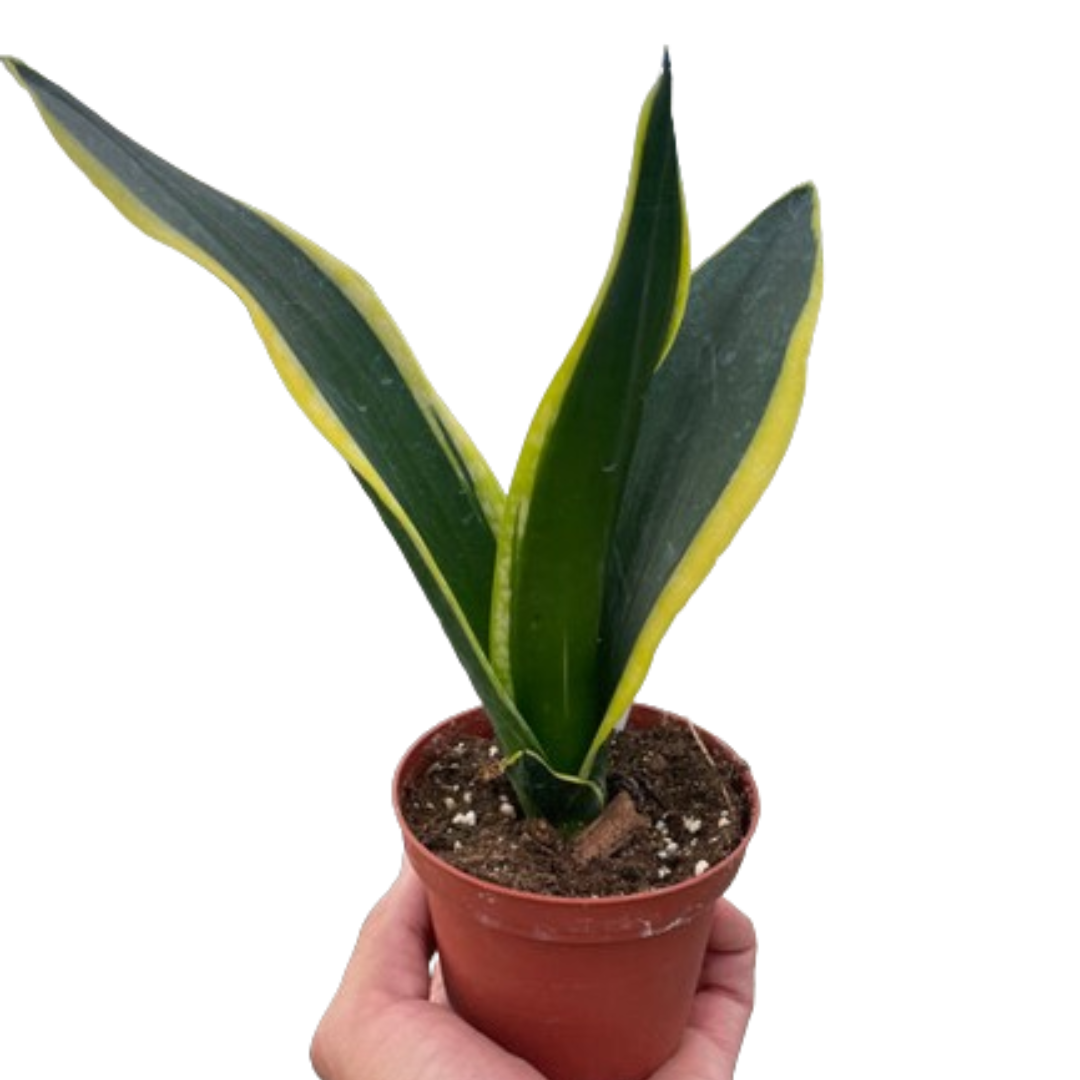 Snake Trifasciata Black Gold potted plant