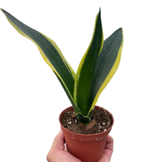 Snake Trifasciata Black Gold potted plant