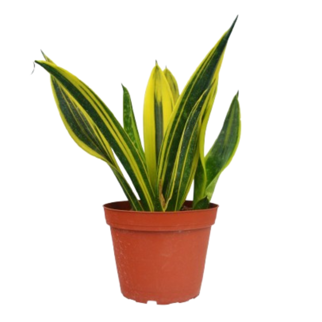 Snake 'Gold Flame' 6" potted plant