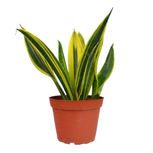 Snake 'Gold Flame' 6" potted plant