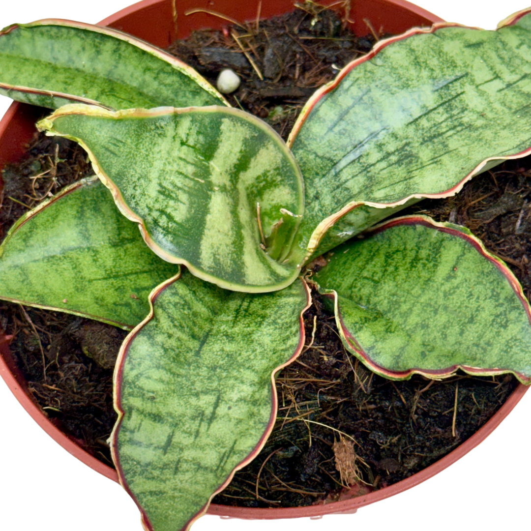 Snake Plant 'Silver Blue' 4" potted plant
