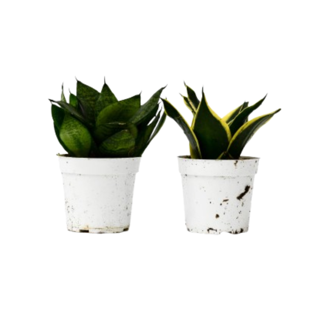 Snake Plant Variety Packs 4" potted plant