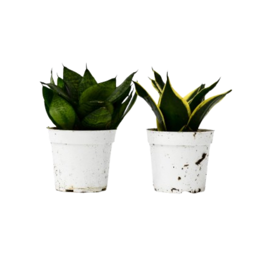 Snake Plant Variety Packs 4" potted plant