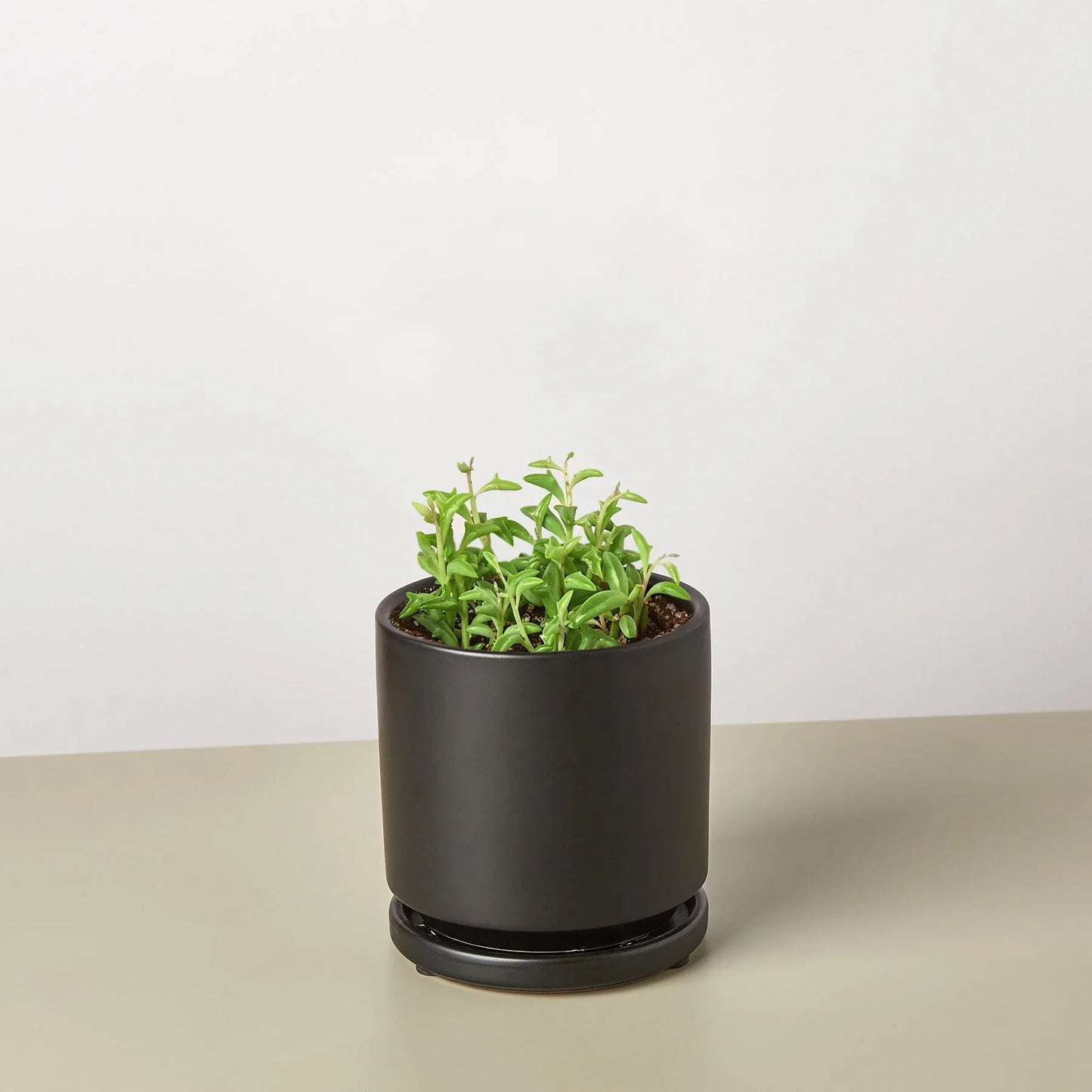 Succulent 'String of Dolphins' potted plant