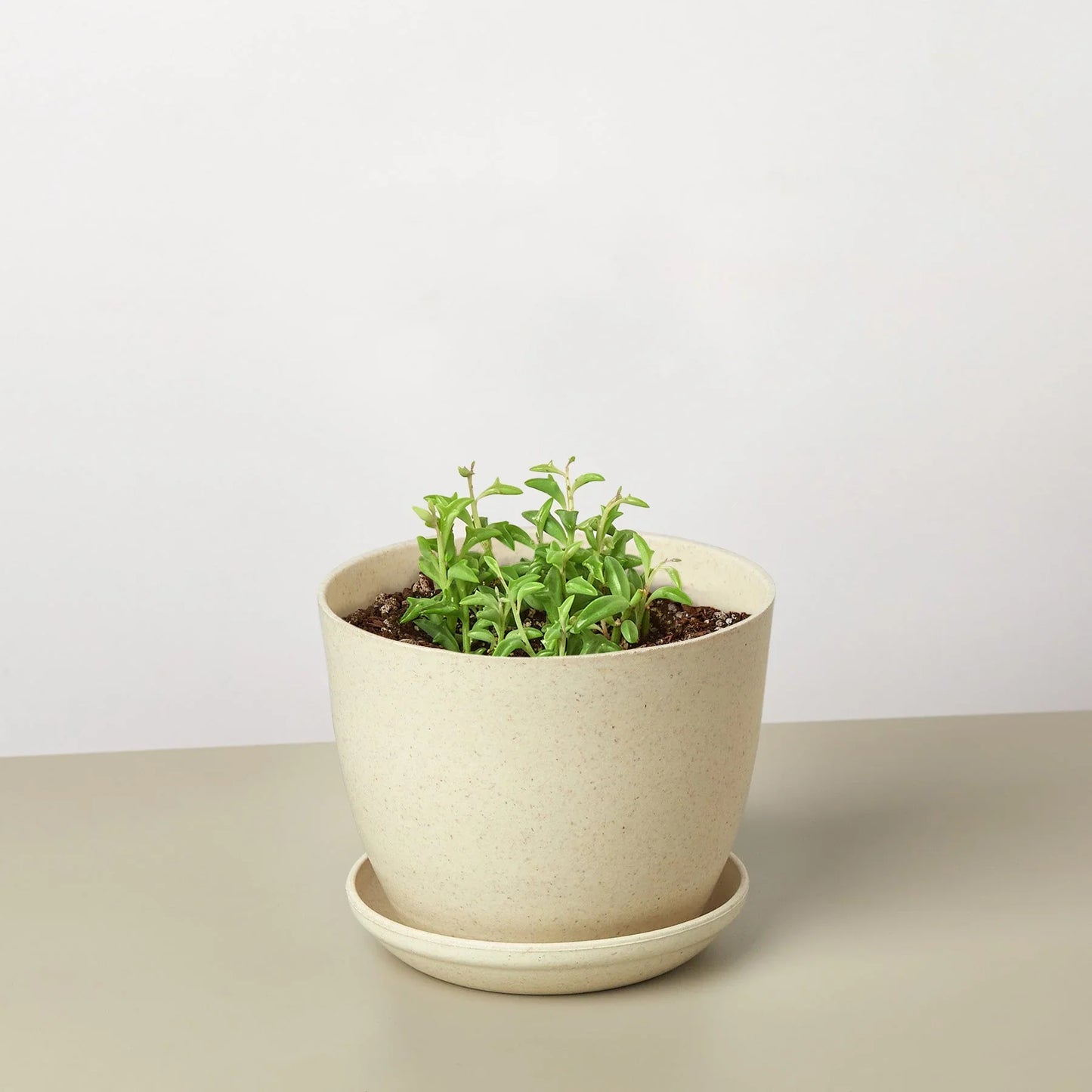 Succulent 'String of Dolphins' potted plant