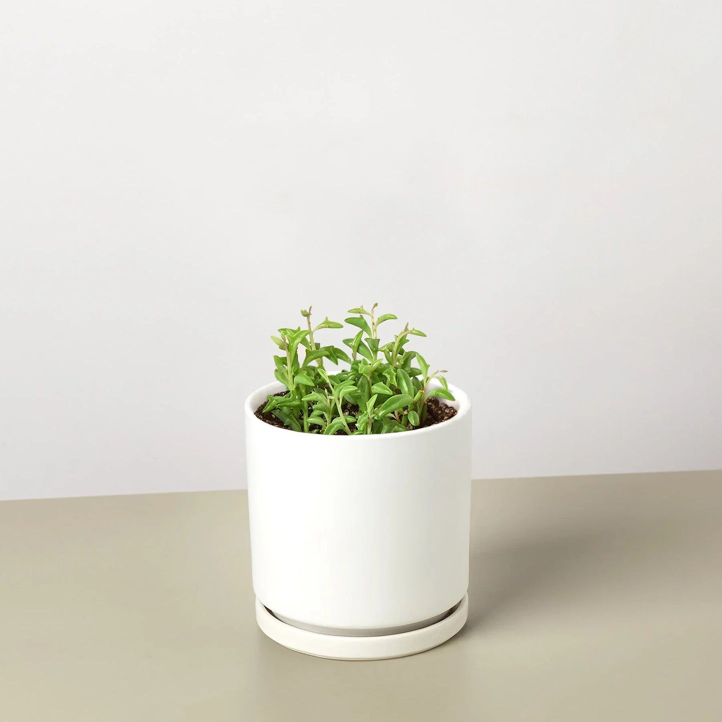 Succulent 'String of Dolphins' potted plant