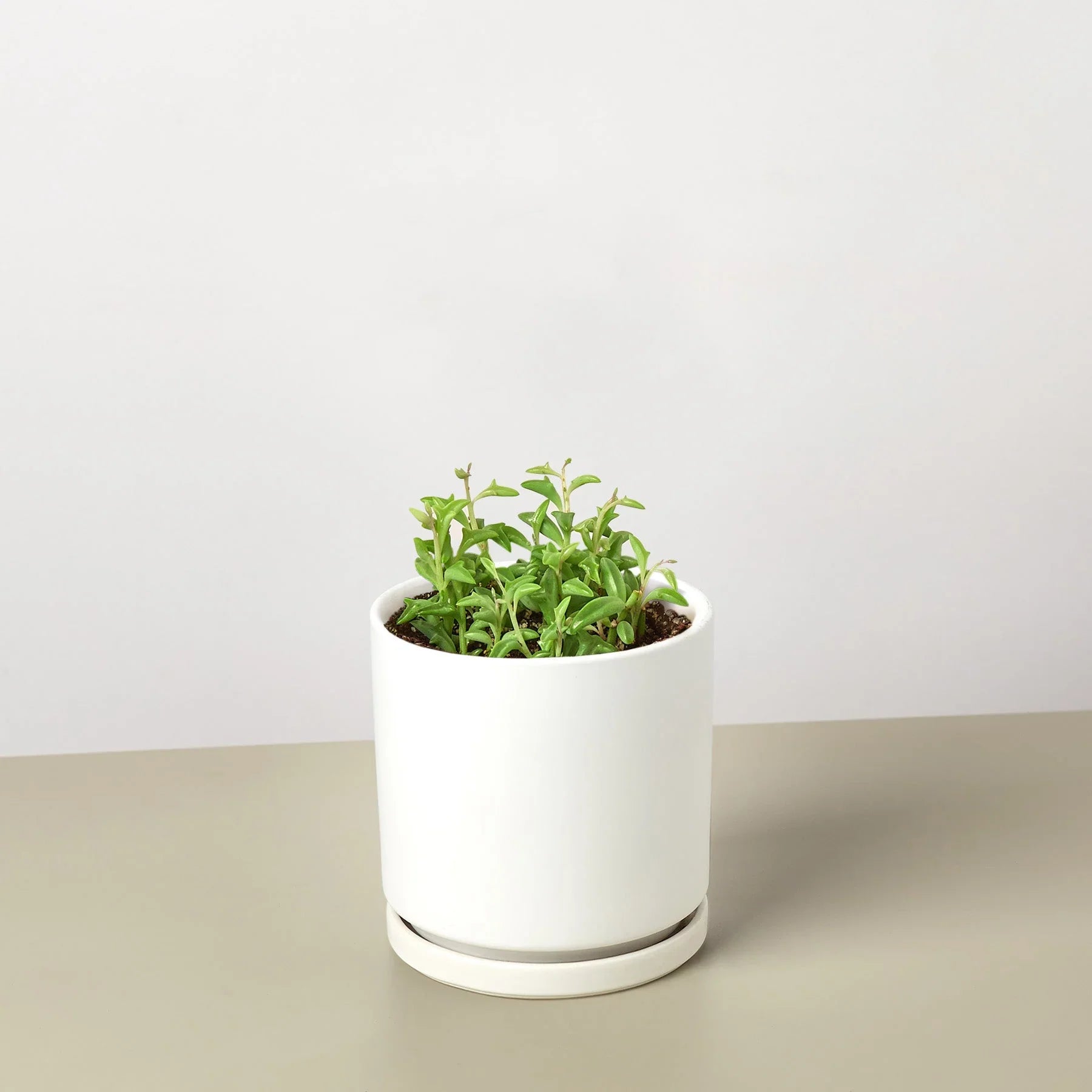 Succulent 'String of Dolphins' potted plant