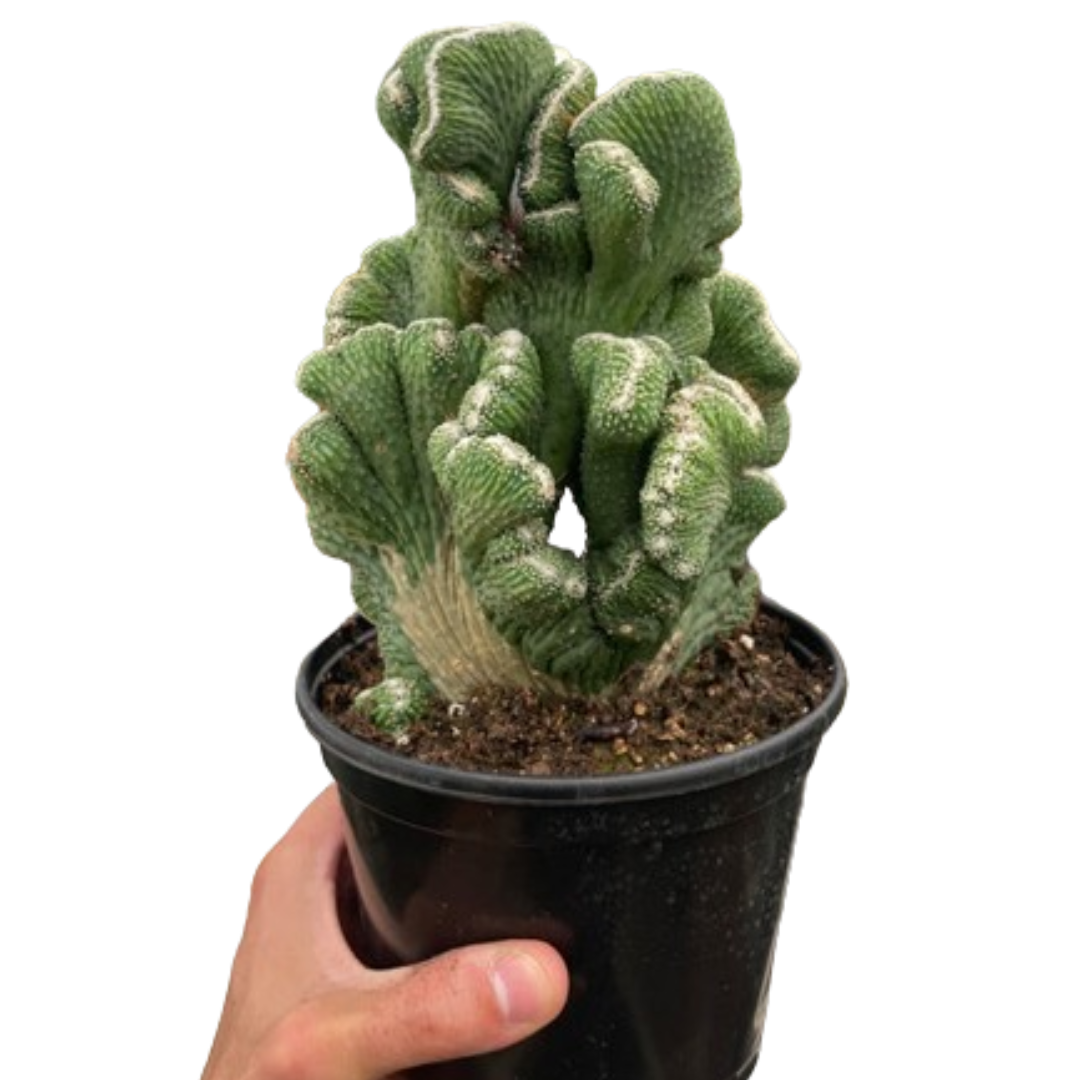 Succulent Cereus Coral Green potted plant