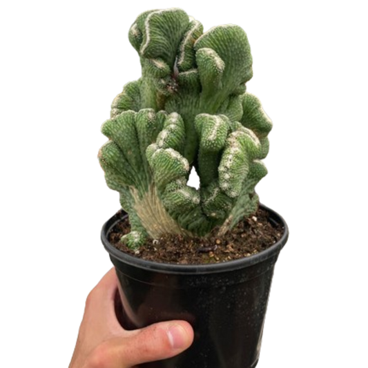 Succulent Cereus Coral Green potted plant