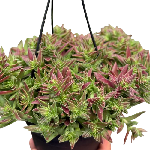 Succulent Crassula Capitella Red potted plant