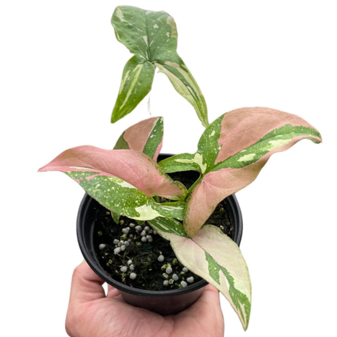 Syngonium 'Tricolor' 4" potted plant