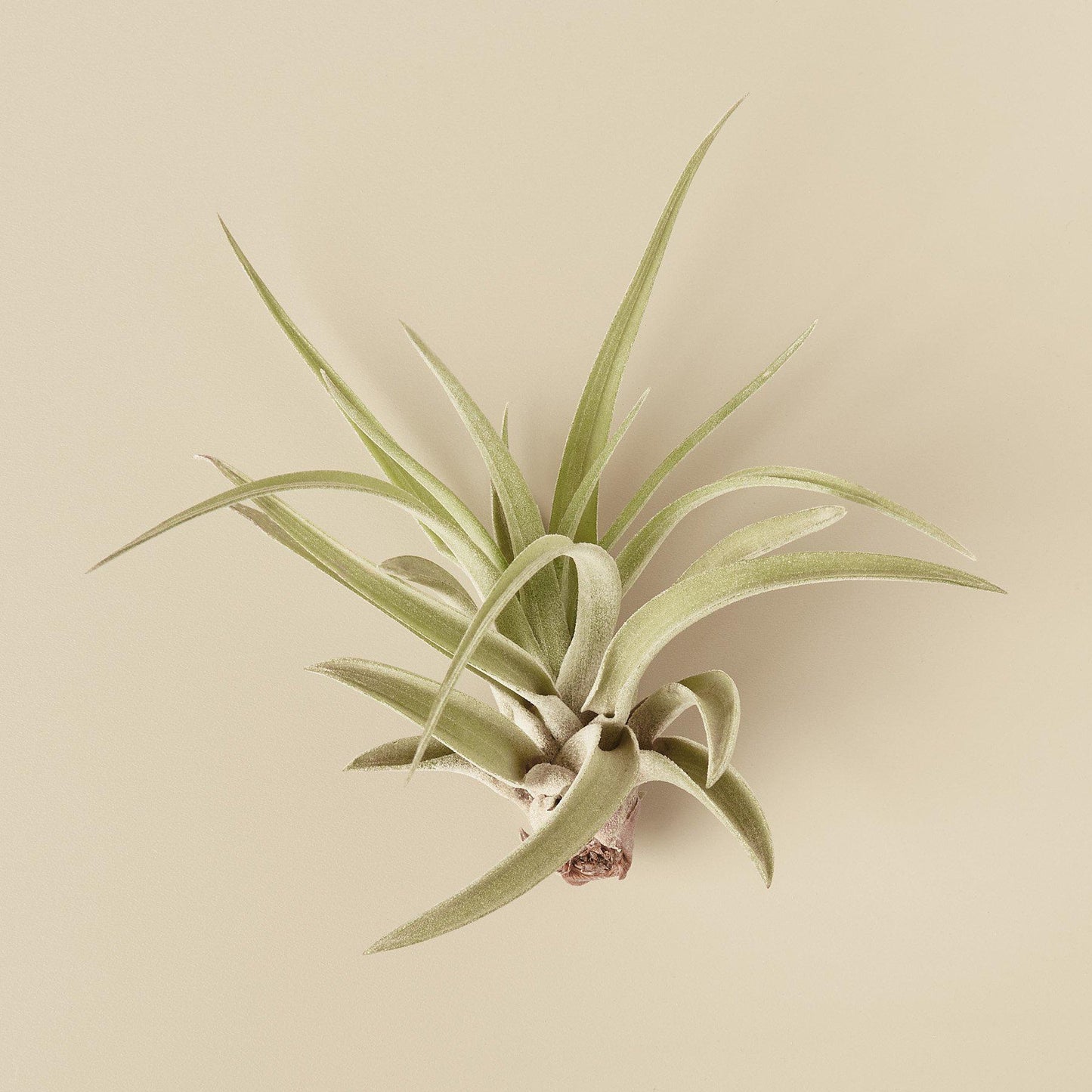 Tillandsia Air Plant Veluntina potted plant