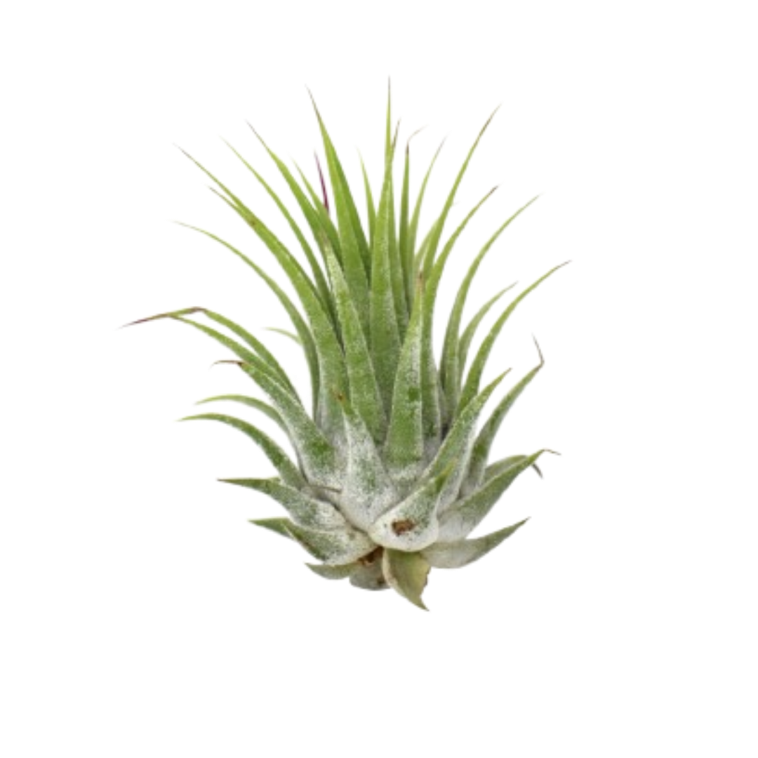 Tillandsia Air Plant Ionantha potted plant