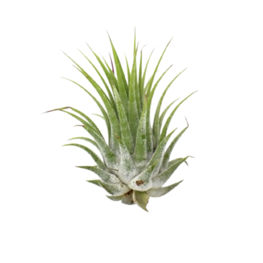 Tillandsia Air Plant Ionantha potted plant