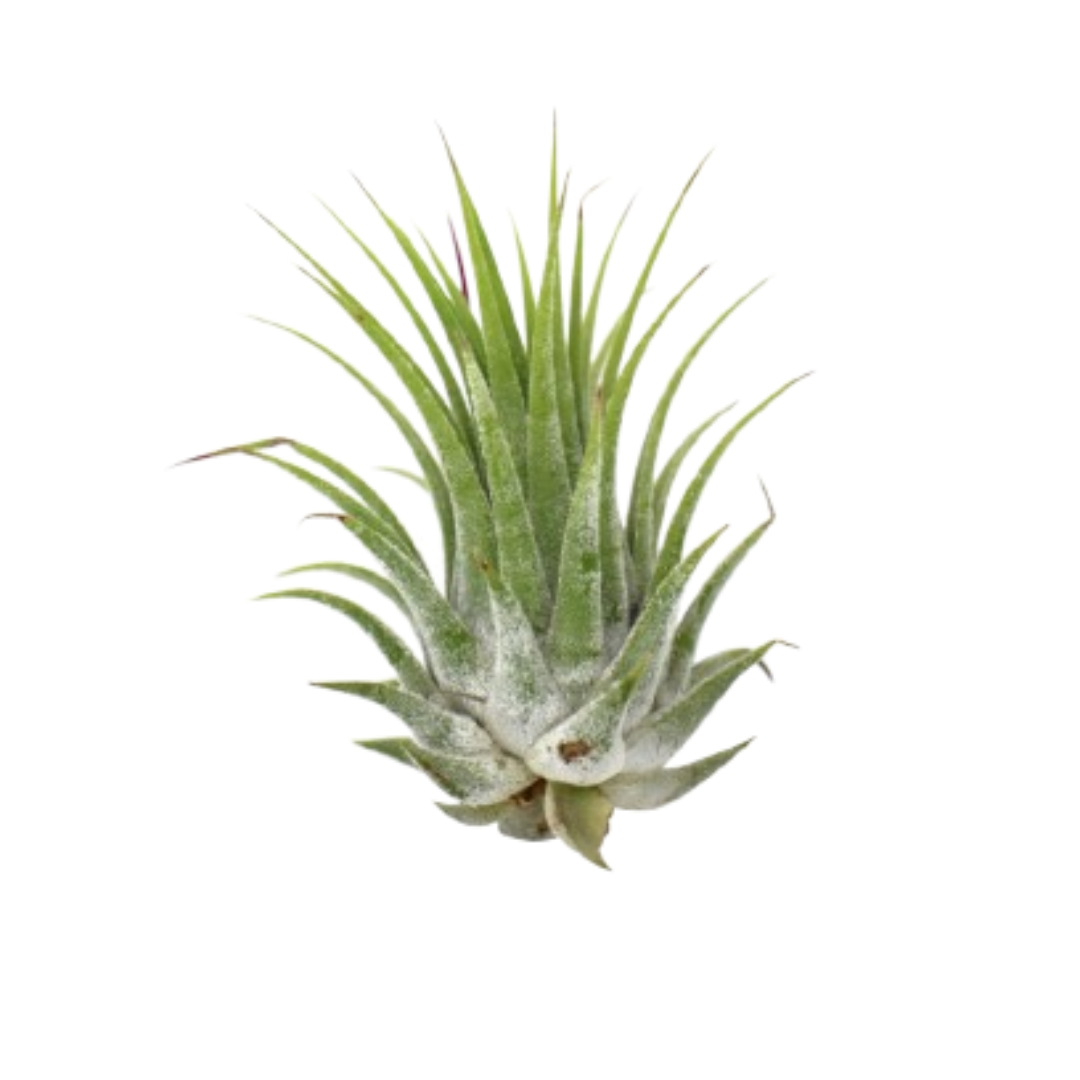 Tillandsia Air Plant Ionantha potted plant