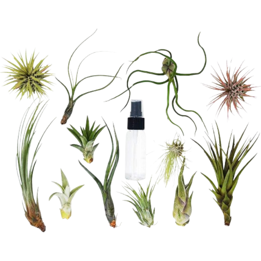 Tillandsia Air Plant Variety Pack w/ Spray Bottle potted plant